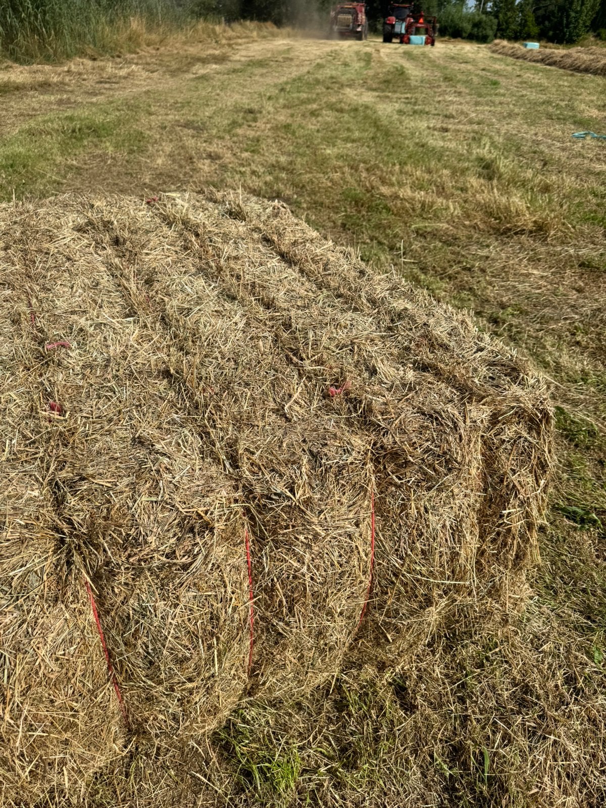 1s snee natuur hooi te koop!, Dieren en Toebehoren, Dierenvoeding, Ophalen, Vee