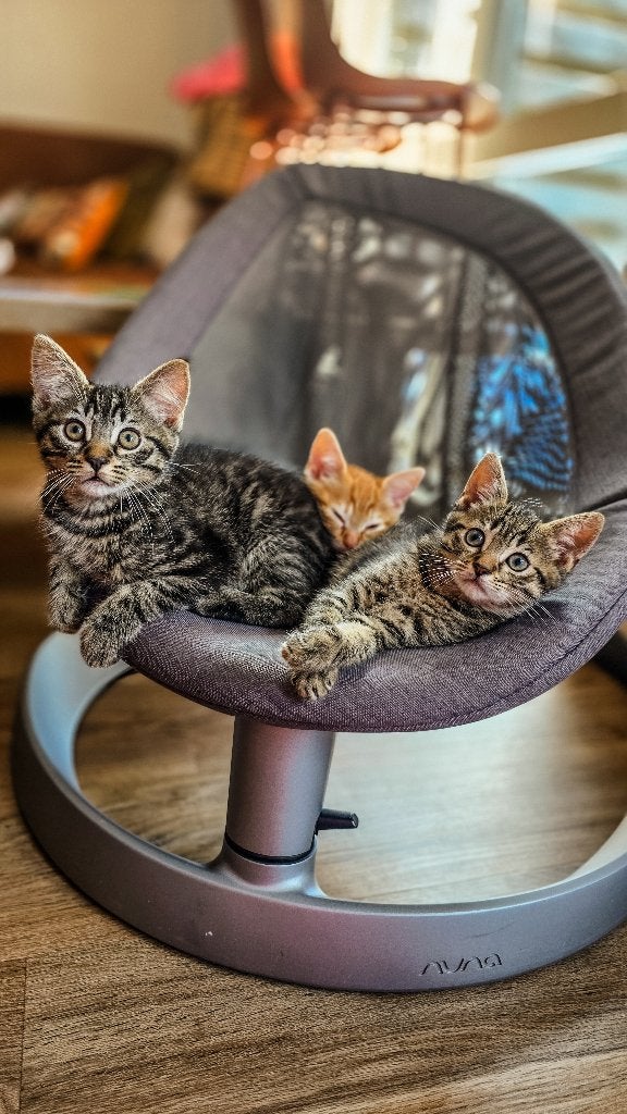 Kittens zoeken gouden mandje ❤️, Dieren en Toebehoren, Meerdere dieren, Ontwormd, 0 tot 2 jaar