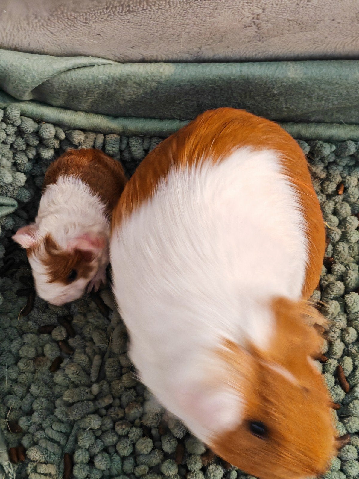 3 cavia's, Mei, Meerdere dieren, Cavia
