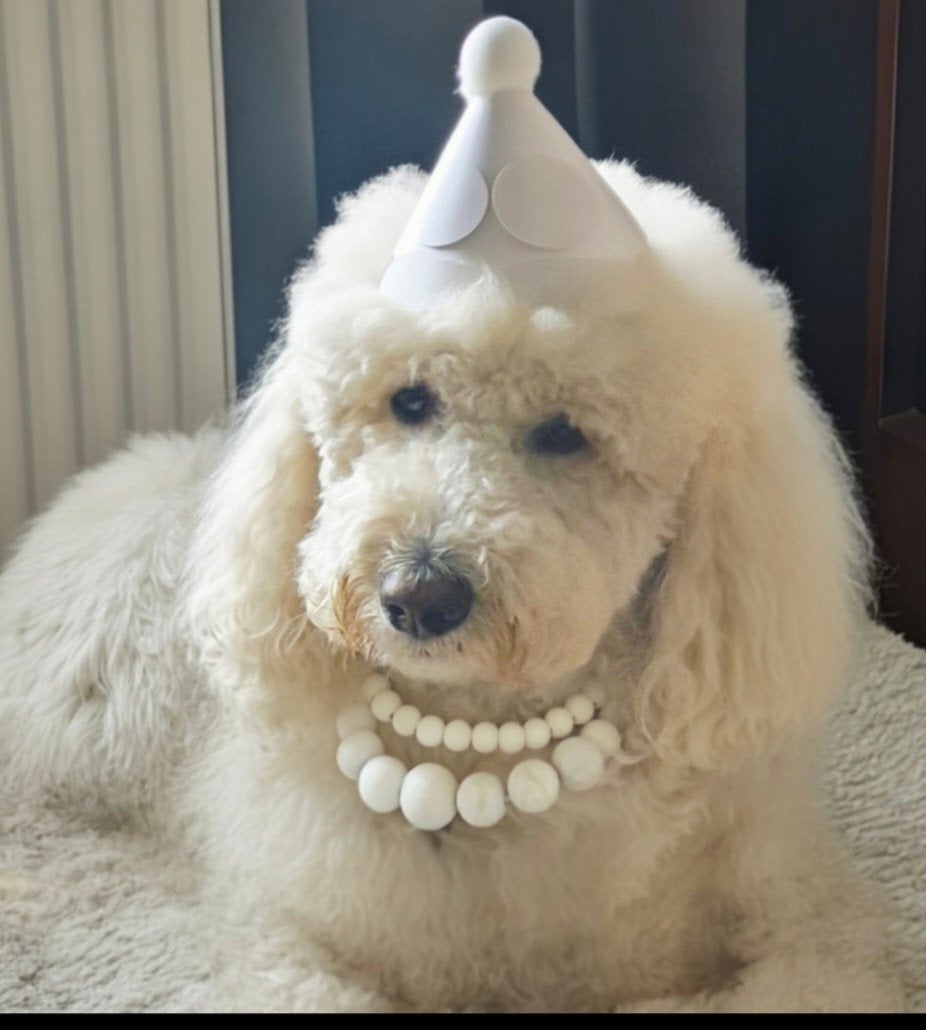 Goldendoodle  multigenerationele F4 pups geboren 18-6-2026, Dieren en Toebehoren, Parvo, Overige rassen, 8 tot 15 weken, Meerdere