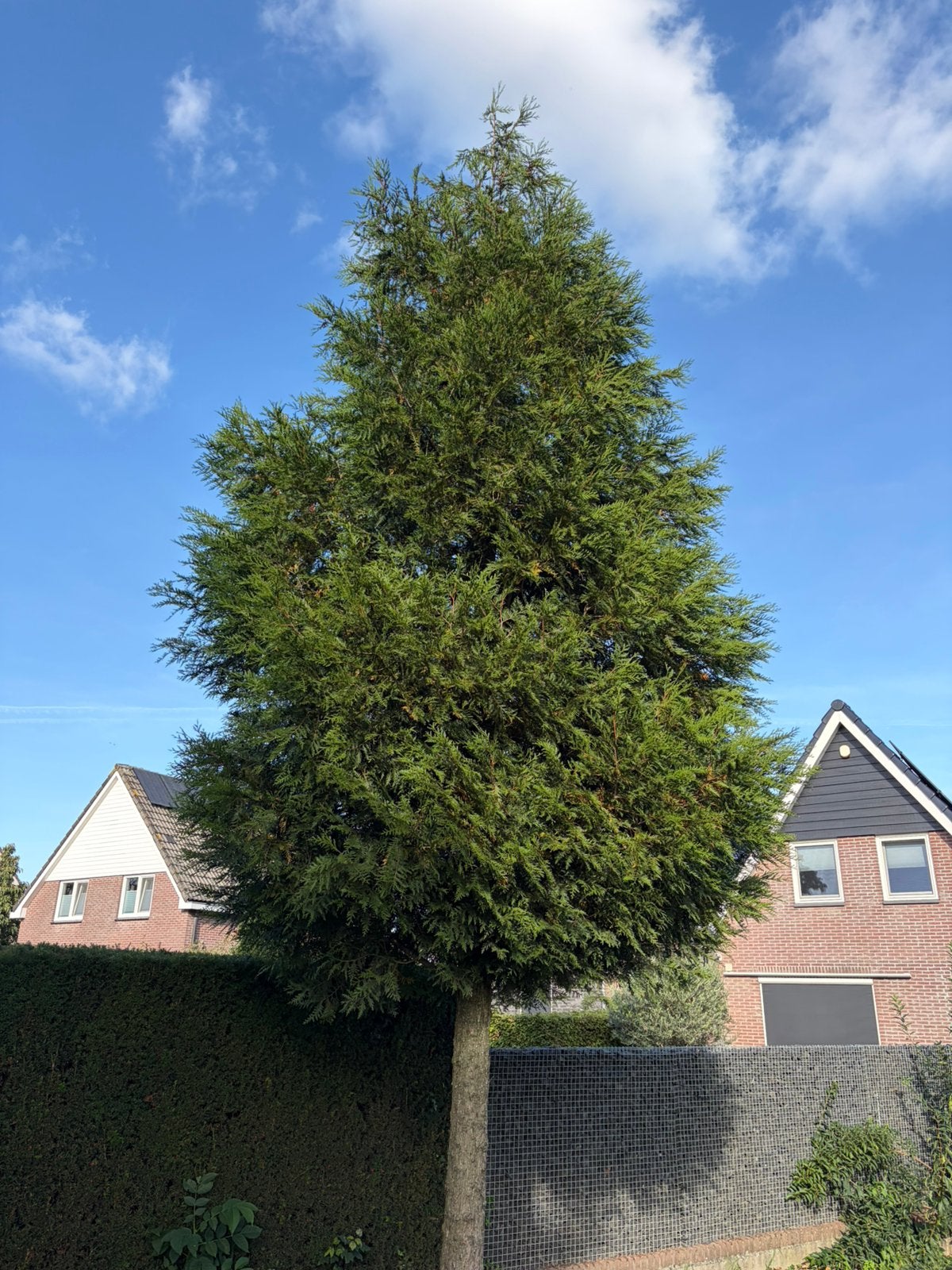 Conifeer op stam 200 cm omtrek 55/60 totaal 500/550, Ophalen, Bloeit niet, Halfschaduw, Zuilboom