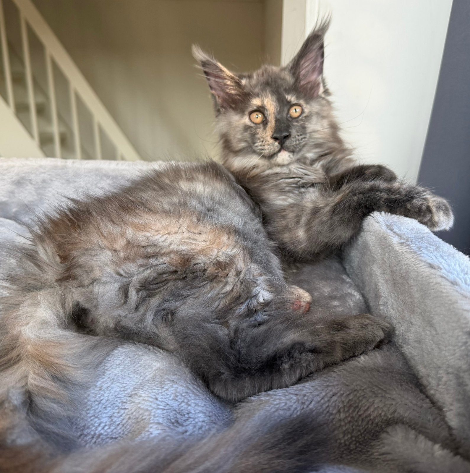 Maine Coon Kittens, Poes, Ontwormd, 0 tot 2 jaar