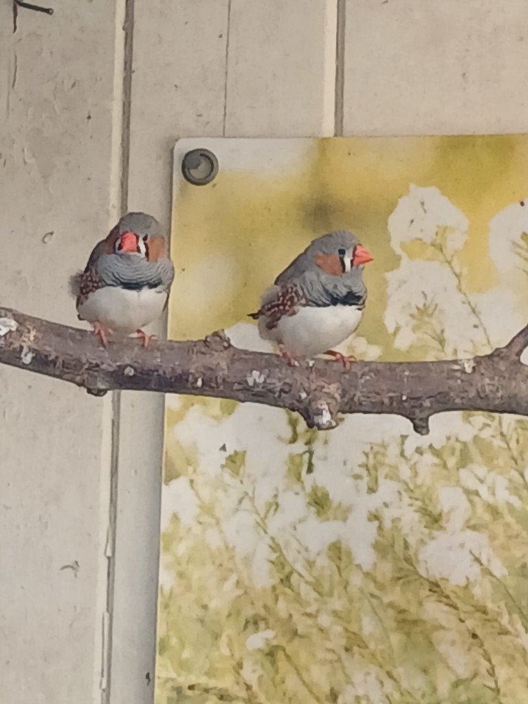 Zebravinken, Dieren en Toebehoren, Mannelijk, Tropenvogel