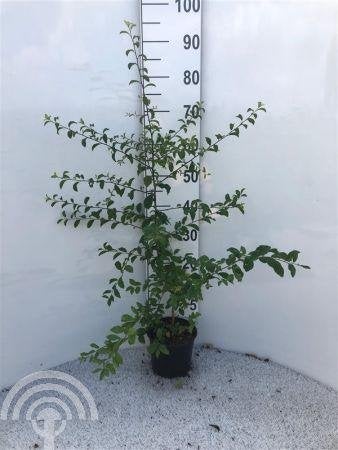 HEESTER/BOOM Prunus spinosa Sleedoorn eetbare tuin biodivers, Volle zon, Vaste plant, Ophalen of Verzenden, Fruitplanten