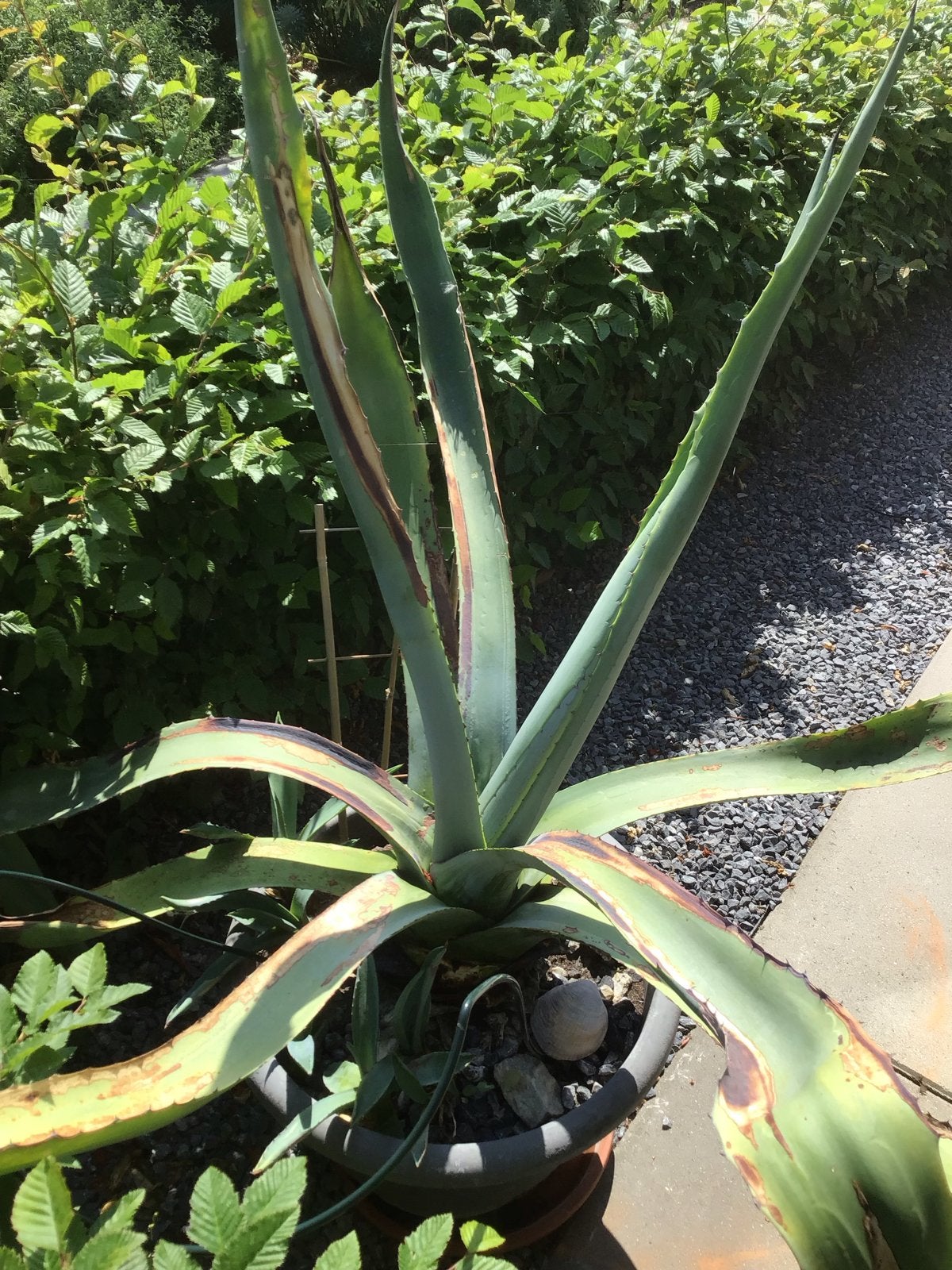 Grote Agave plant in pot - Ideaal voor terras of tuin, Volle zon, Vaste plant, Bloeit niet, Ophalen