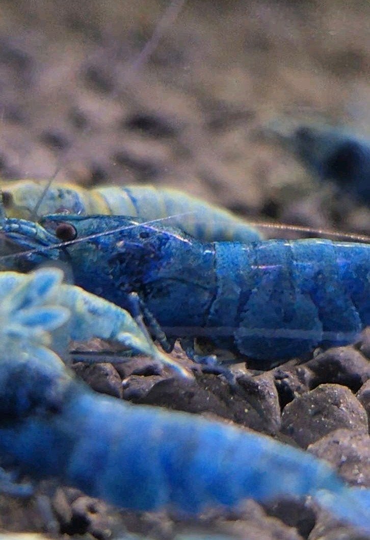 Bleu Bolt, Kreeft, Krab of Garnaal