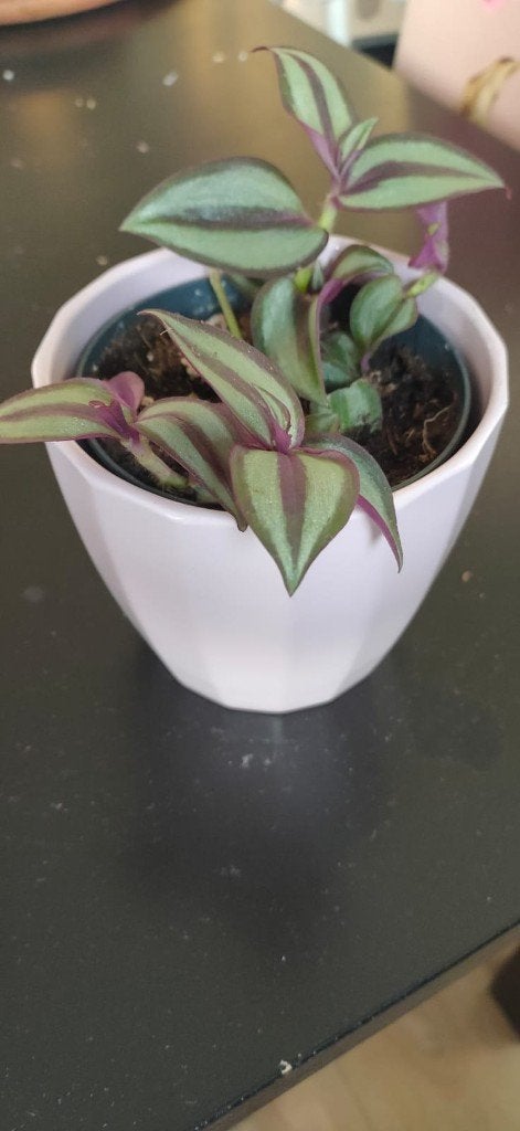 Tradescantia plant with ceramic pot, Tuin en Terras, Ophalen of Verzenden, Bloeit niet, Overige soorten, Halfschaduw