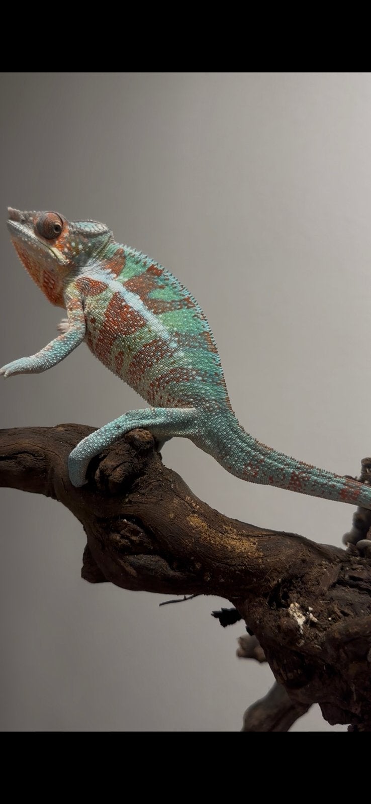 Panther kameleon., Slang, 0 tot 2 jaar