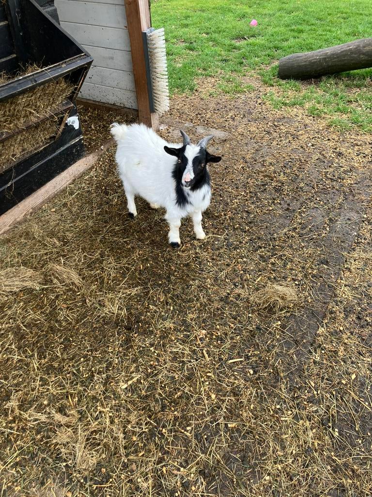 Te koop. Dwerggeiten bok!, Dieren en Toebehoren, Schapen, Geiten en Varkens, Mannelijk, Geit