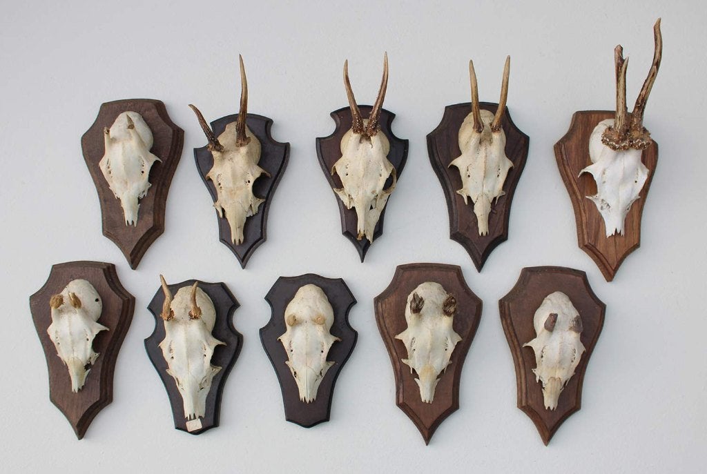 OPRUIMING : 10 x REE GEWEI op houten schild met kaakdeeltjes, Ophalen of Verzenden, Gebruikt, Hert, Gewei of Kop