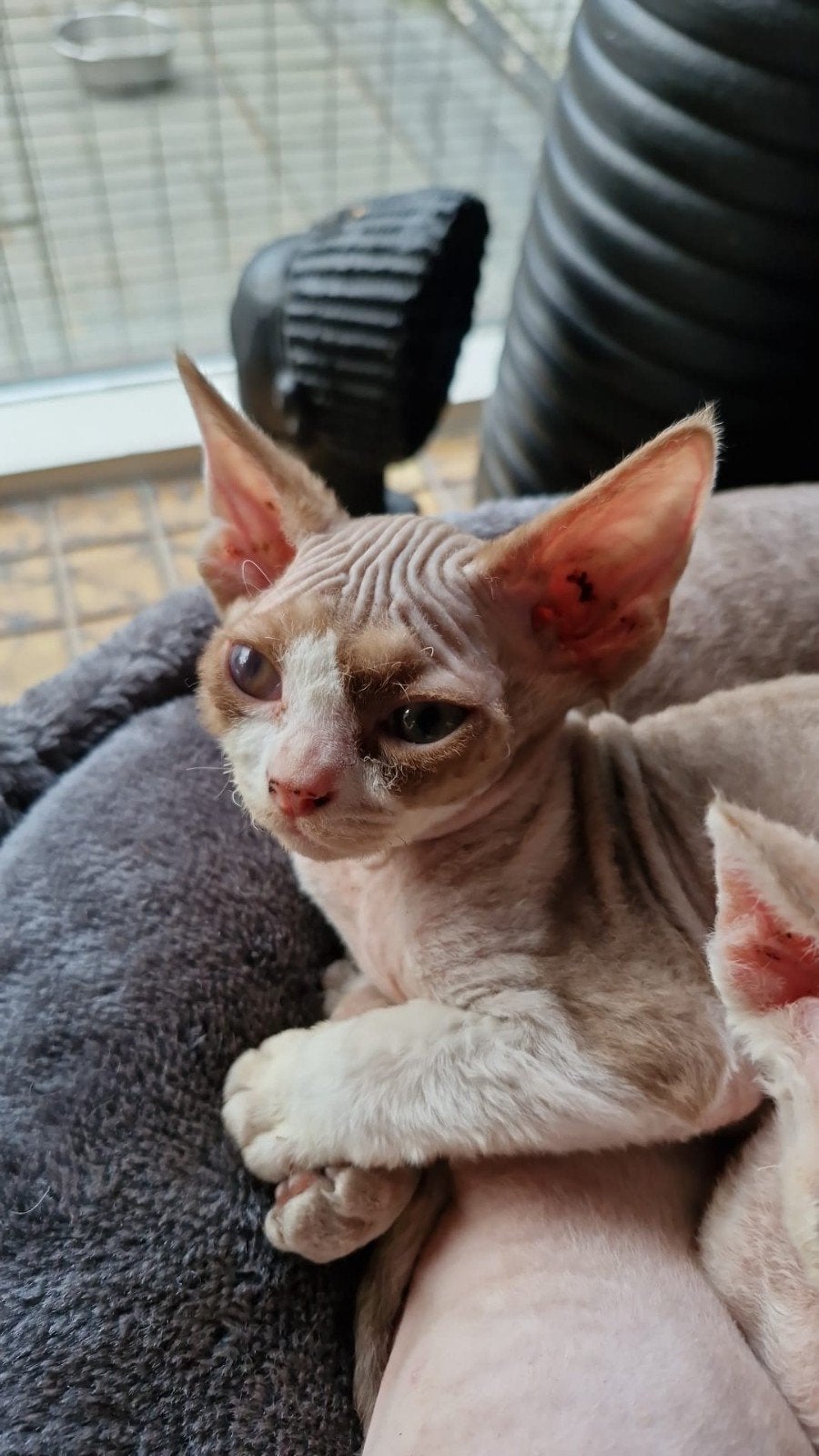 Devon Rex 1 kater beschikbaar, Dieren en Toebehoren, Meerdere dieren, Gechipt, 0 tot 2 jaar