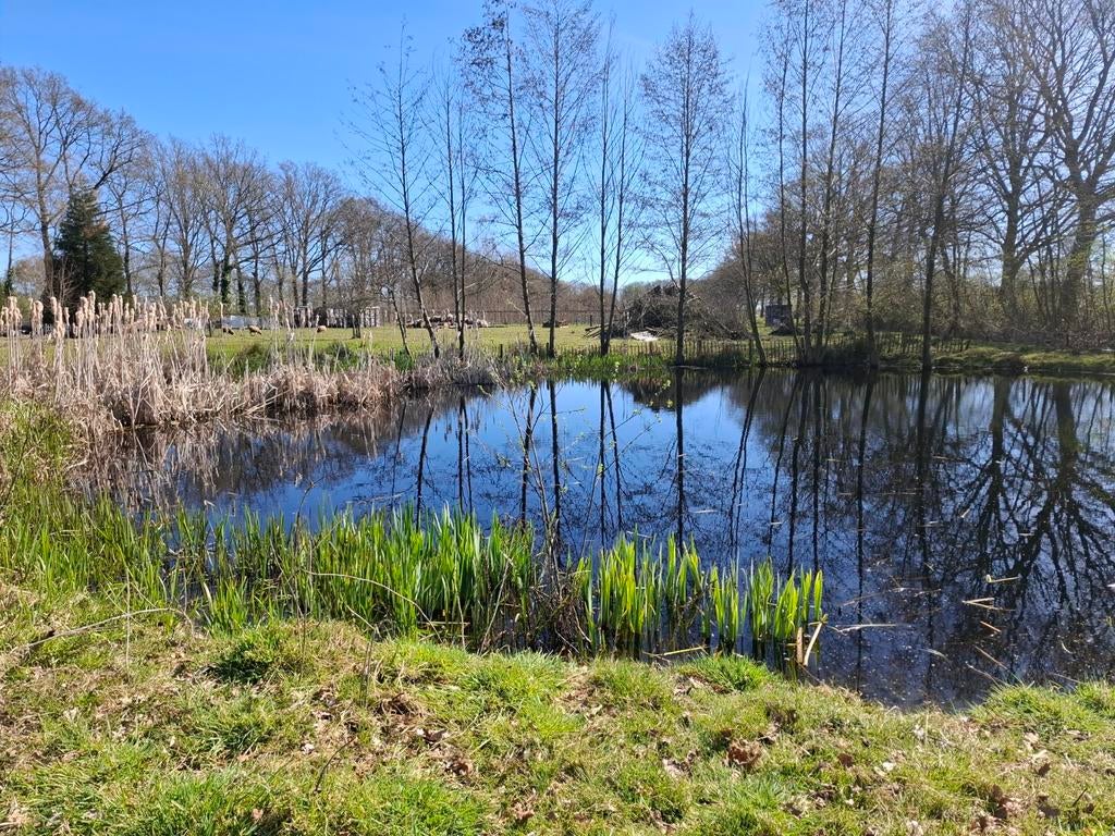 Schildpadden vijver, Dieren en Toebehoren, Reptielen en Amfibieën, Schildpad, 0 tot 2 jaar