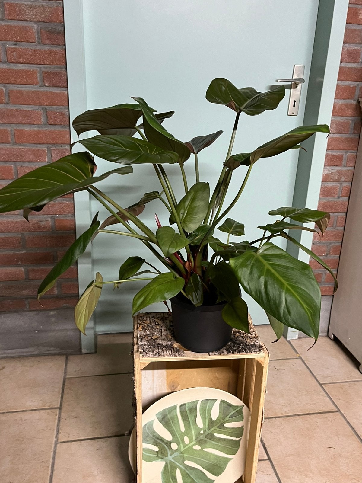 Philodendron erubescens ‘Red Emerald’, Huis en Inrichting, Ophalen of Verzenden, Halfschaduw, Minder dan 100 cm
