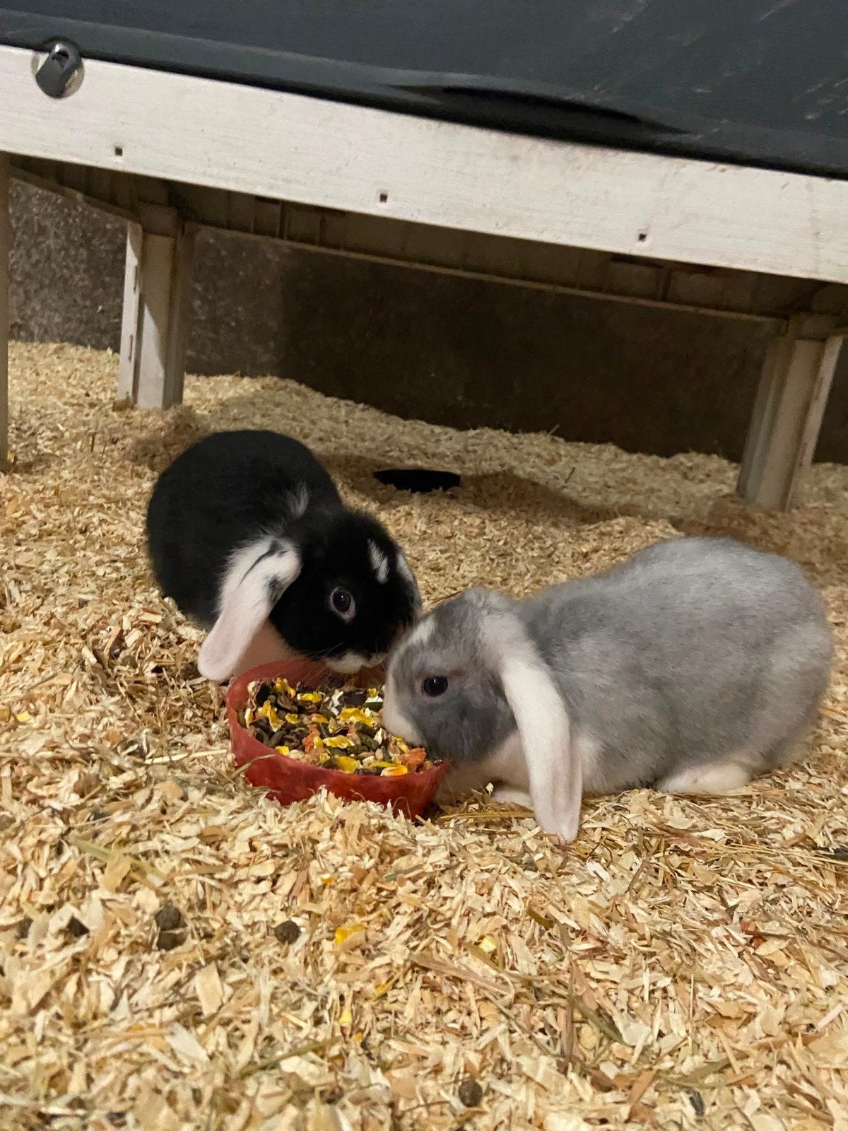Baby konijntjes, Dieren en Toebehoren, Konijnen