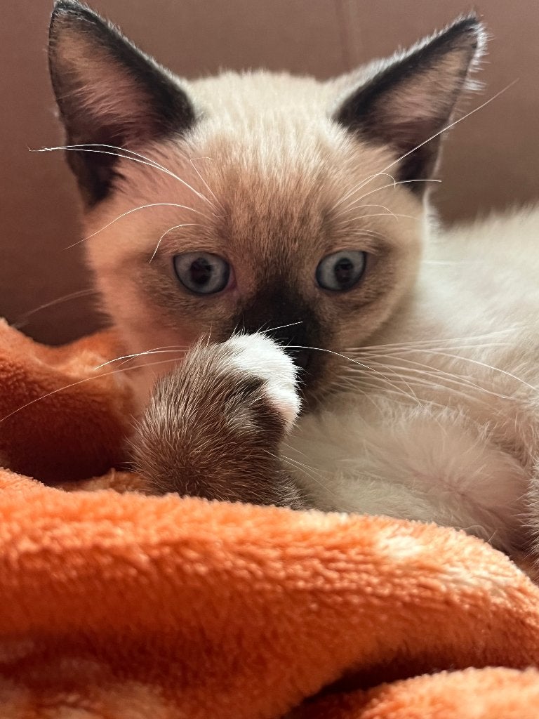 Lieve kittens kruising Siamees, Dieren en Toebehoren, Kater, Ontwormd, 0 tot 2 jaar