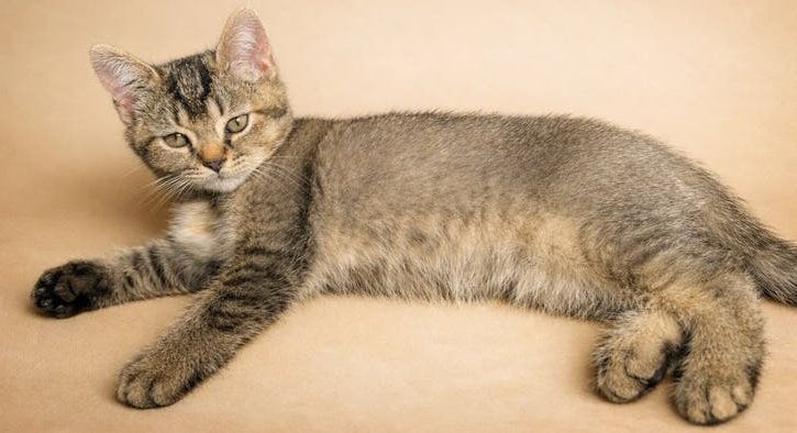 Prachtige British Shorthair Kittens (Kater & Poes), Dieren en Toebehoren, Meerdere dieren, Ontwormd, 0 tot 2 jaar
