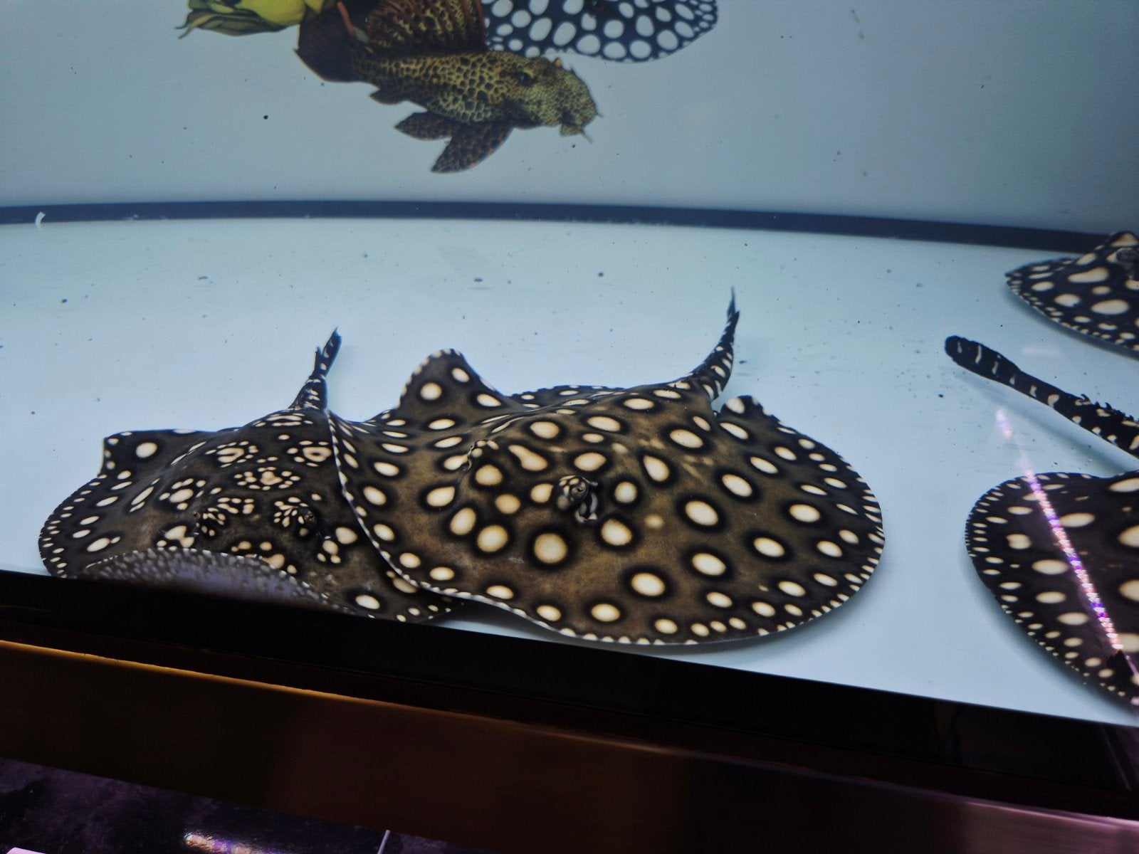 potamotrygon black diamond vrouwtje, Dieren en Toebehoren, Vis, Zoetwatervis