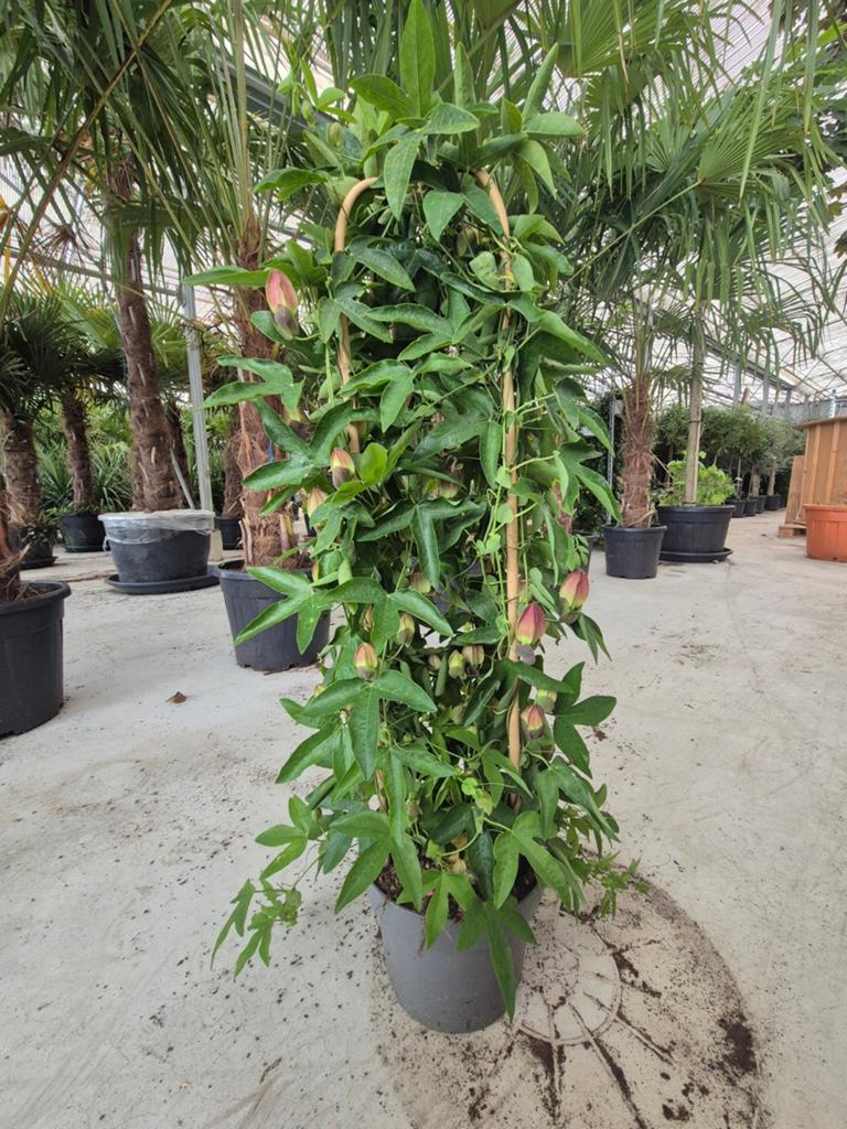 Passiflora red passion, Tuin en Terras, Planten | Tuinplanten, Ophalen, Overige soorten, Volle zon