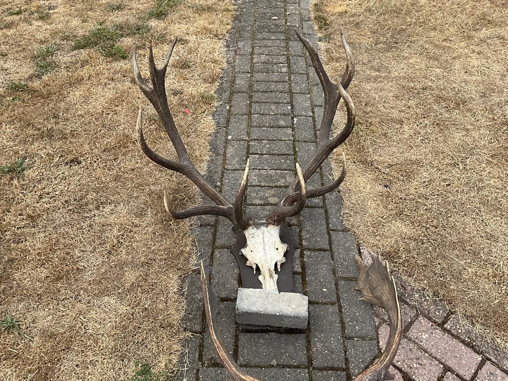 Hertengeweien, Ophalen