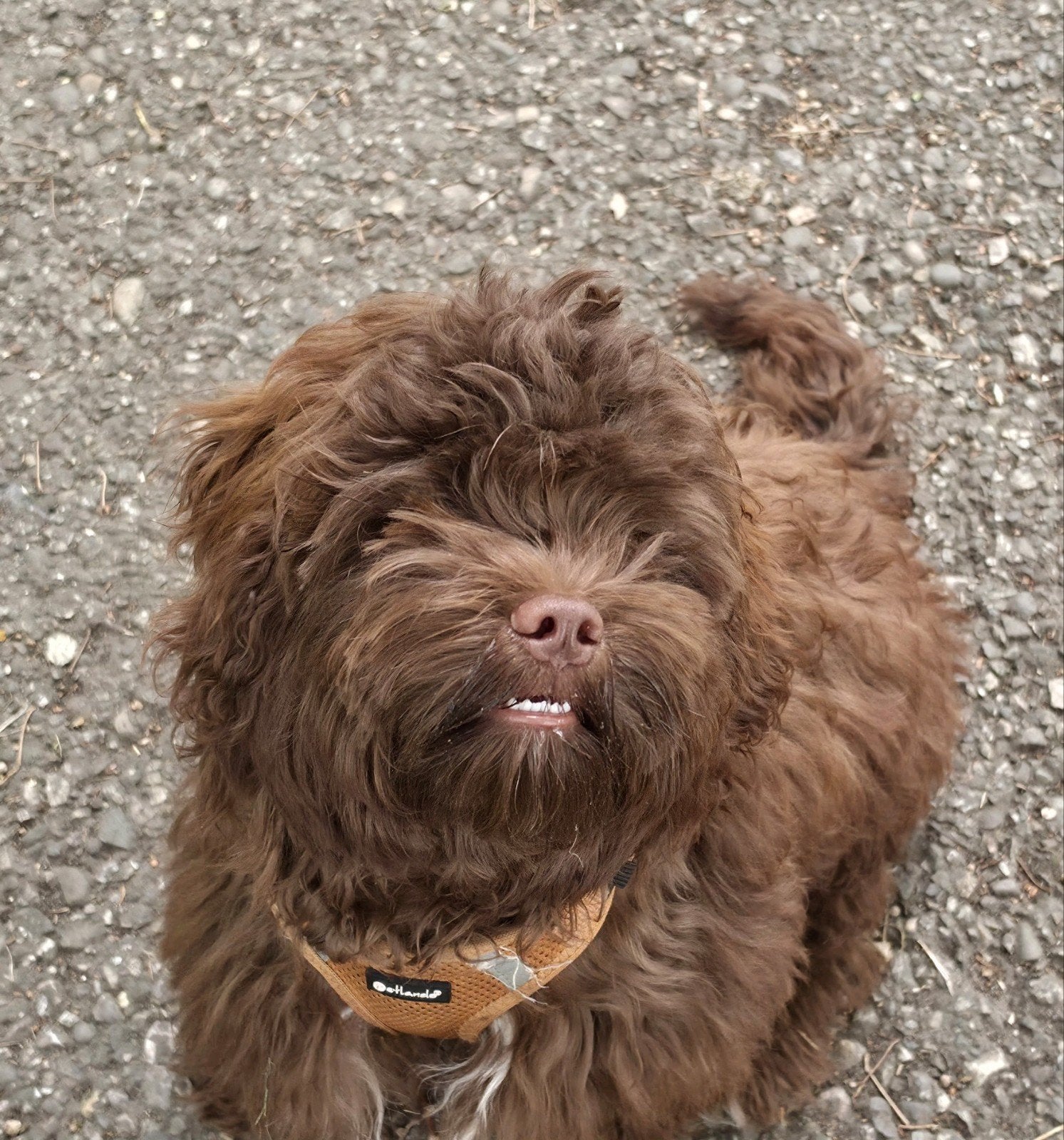 Shihpoo doodle toypoedel x shih tzu chocolade bruin puppy, Parvo, 15 weken tot 1 jaar, Eén hond, Nederland
