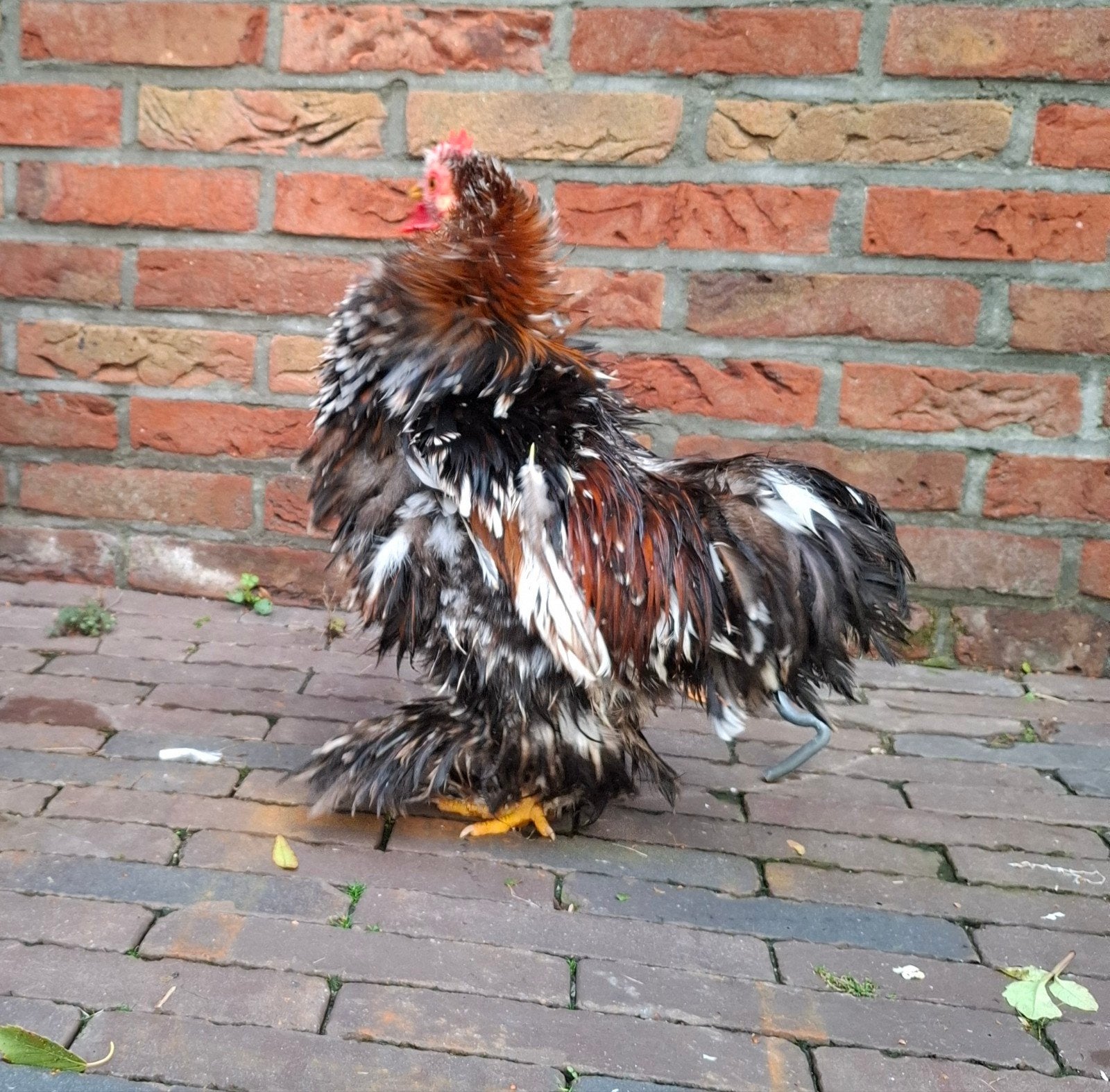 gratis Cochin haan krulveer, Mannelijk, Kip