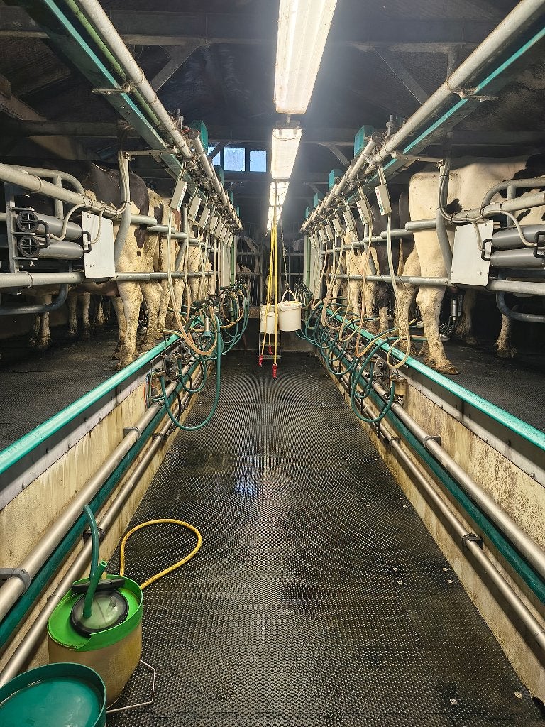 GEA 2 x 8 melkstal, Ophalen, Veehouderij, Melktechniek