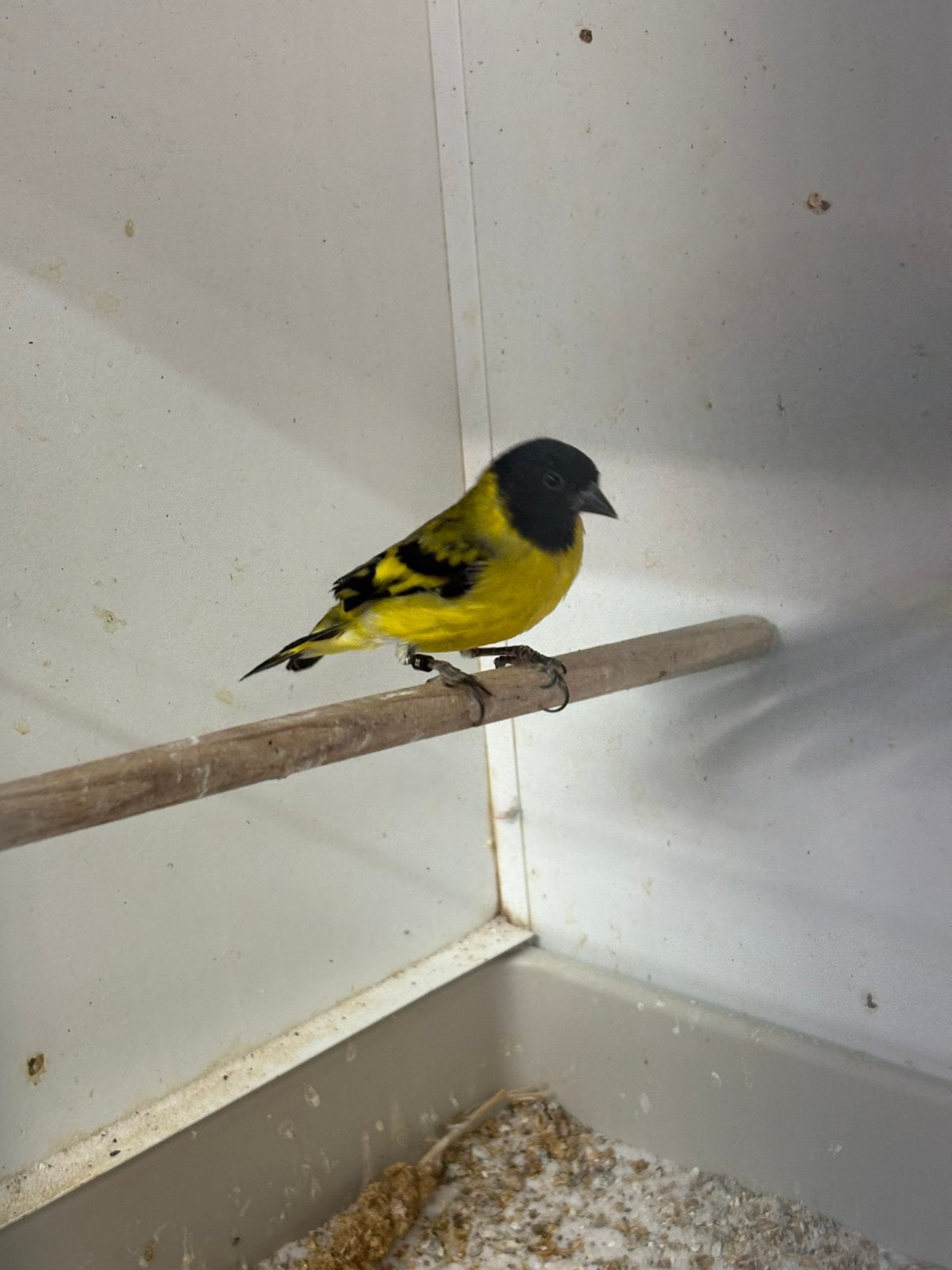 Zwartkop sijs kweekkoppel, Dieren en Toebehoren, Meerdere dieren, Geringd