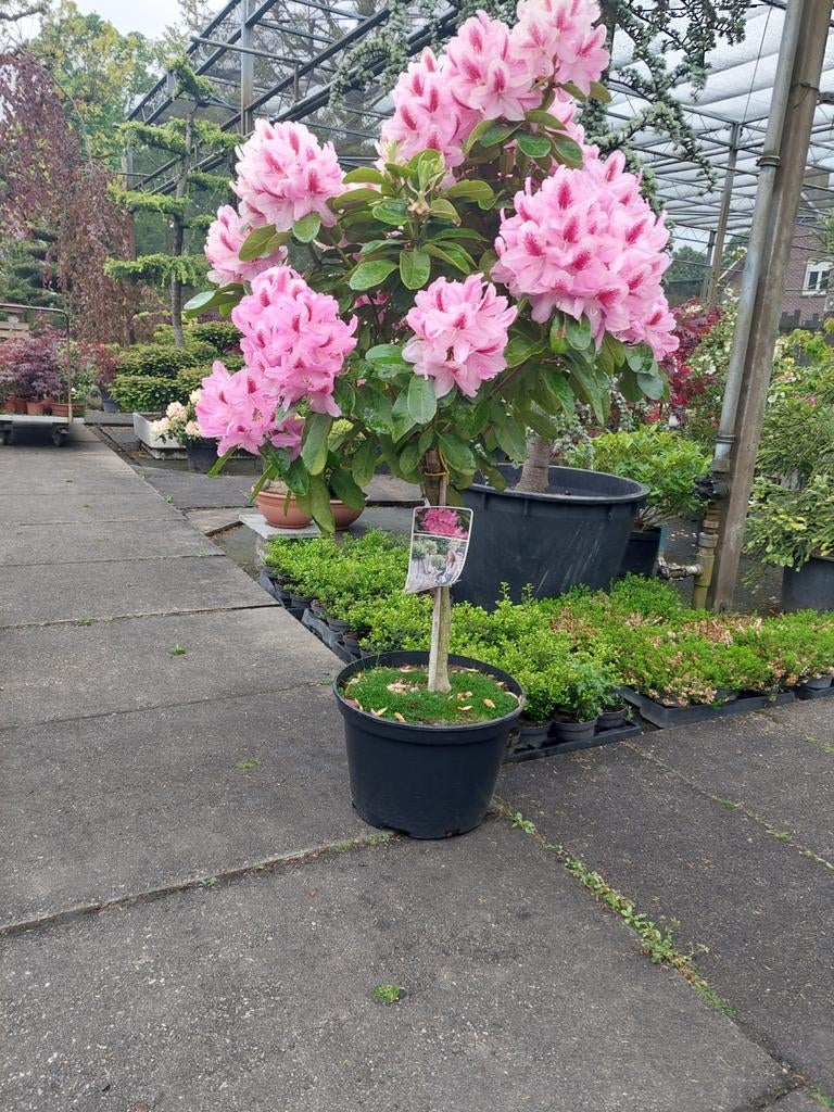 rododendrons op stam, Tuin en Terras, Ophalen, Vaste plant, Overige soorten, Halfschaduw