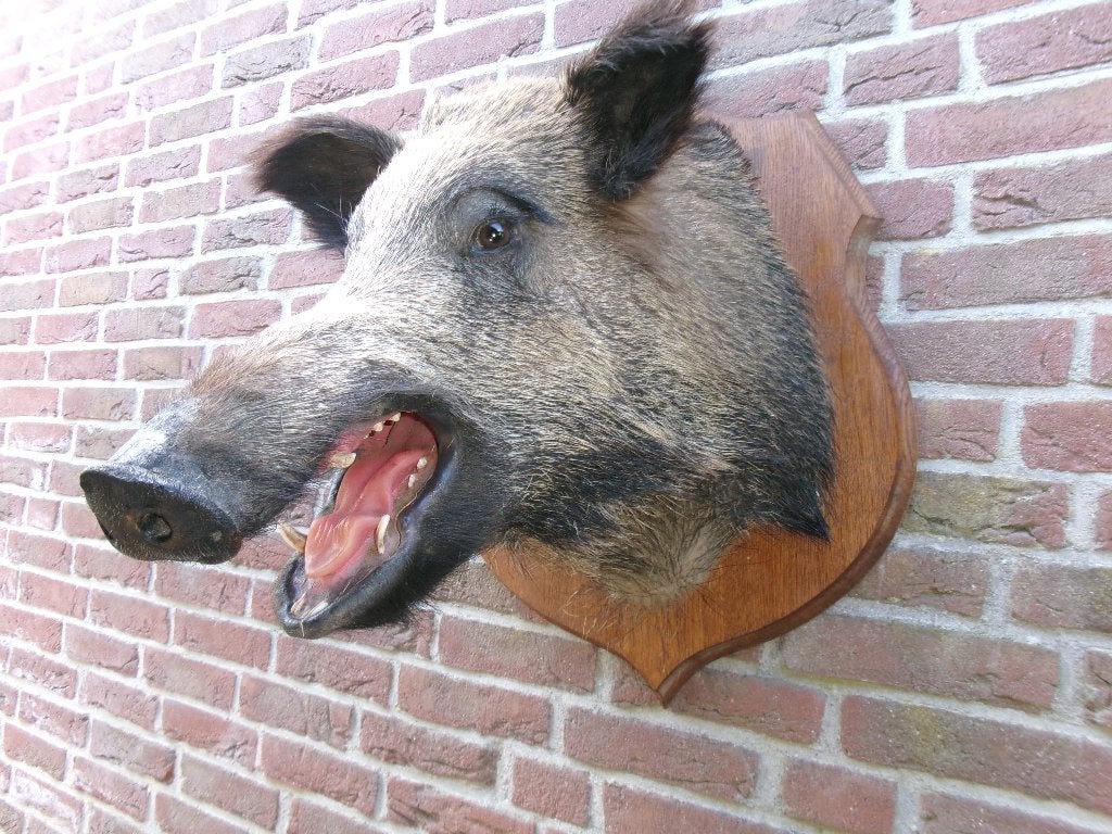 Schitterende grote opgezette kop van een wild zwijn, Verzamelen, Dierenverzamelingen, Ophalen of Verzenden, Zo goed als nieuw