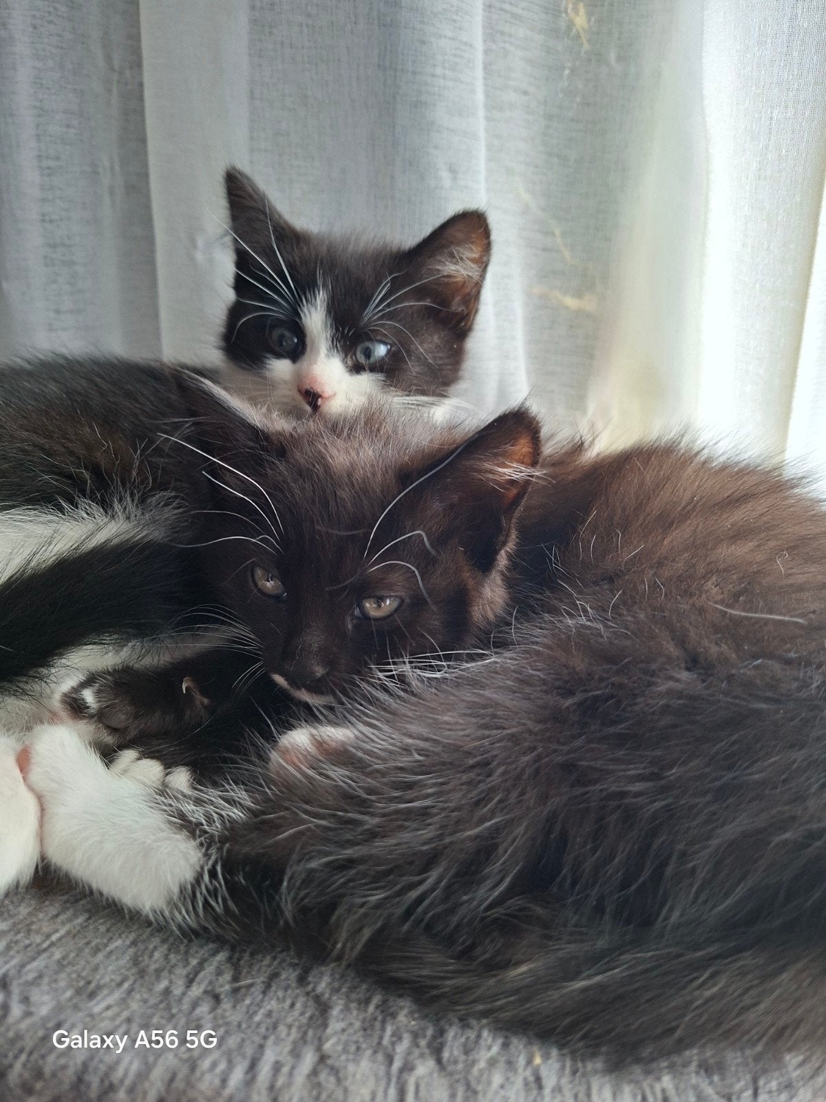Tekoop geweldige maine coon kittens.  400,00 😻💞💙, Dieren en Toebehoren, Katten en Kittens | Raskatten | Langhaar, Meerdere dieren