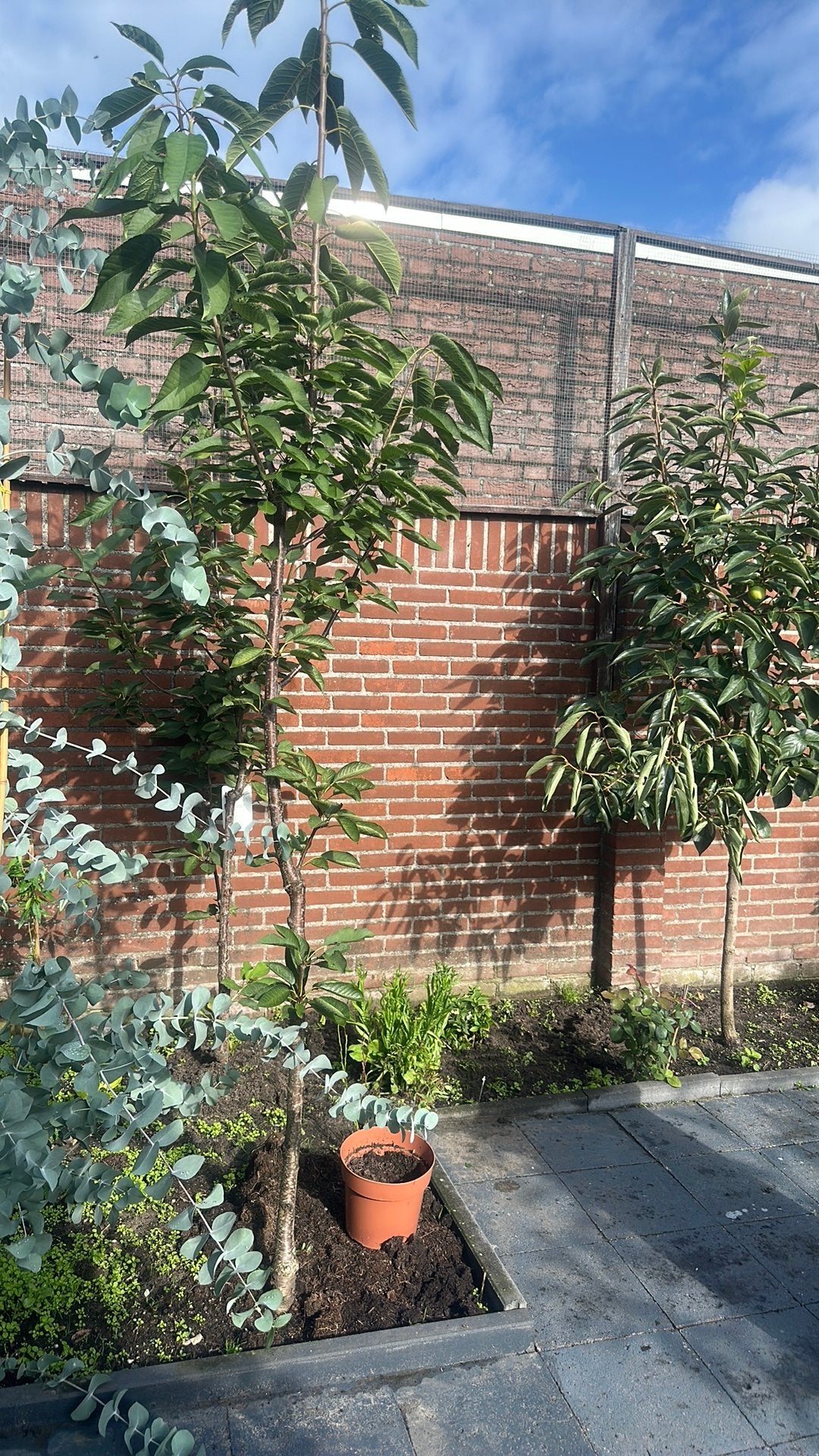 Kersenboom, Tuin en Terras, Ophalen, 100 tot 250 cm, Overige soorten, Zomer