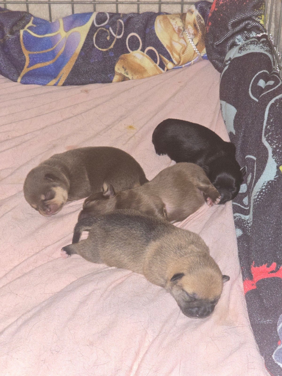 4 prachtige pomchipups, 8 tot 15 weken, Parvo, Meerdere, Meerdere dieren