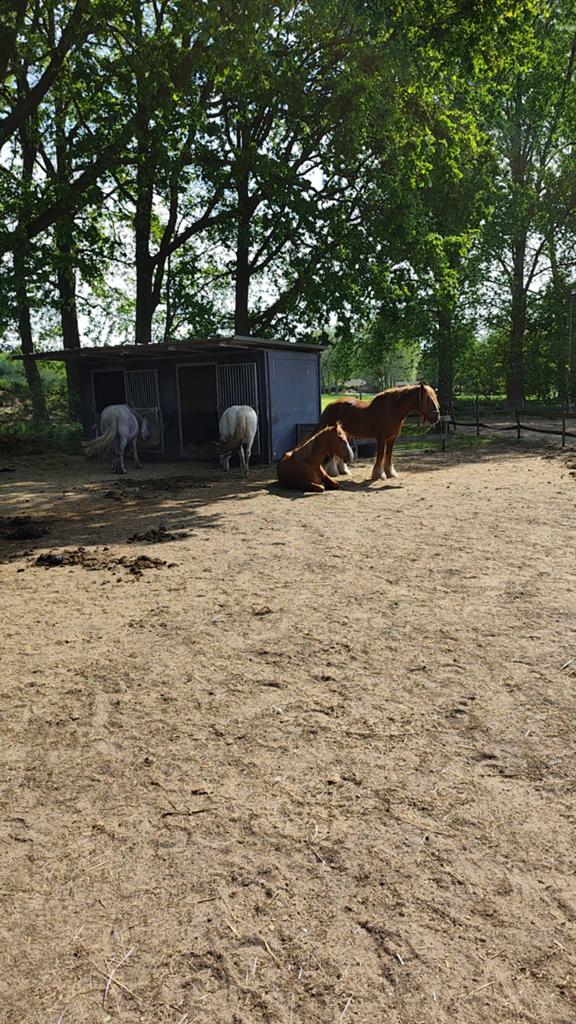 Per direct 24/7 plek vrij voor een ruin, Weidegang, 1 paard of pony