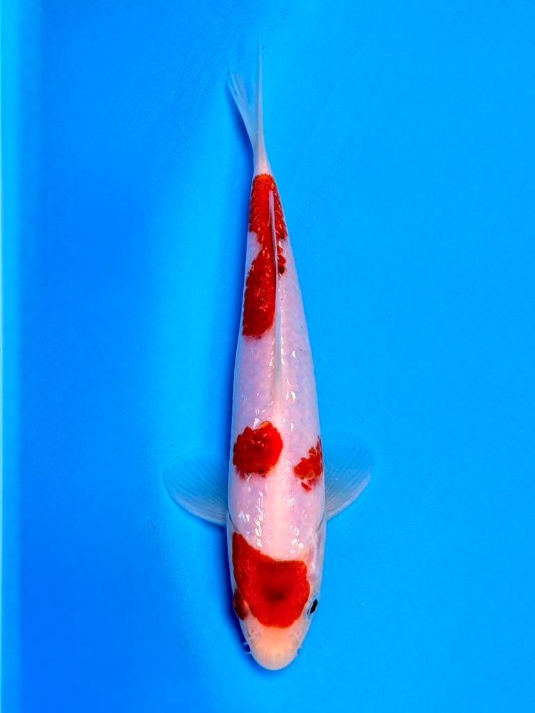 Japanse Koi – Marushi | Ginrin Ai Goromo | Incl Certificaat, Karper of Koi