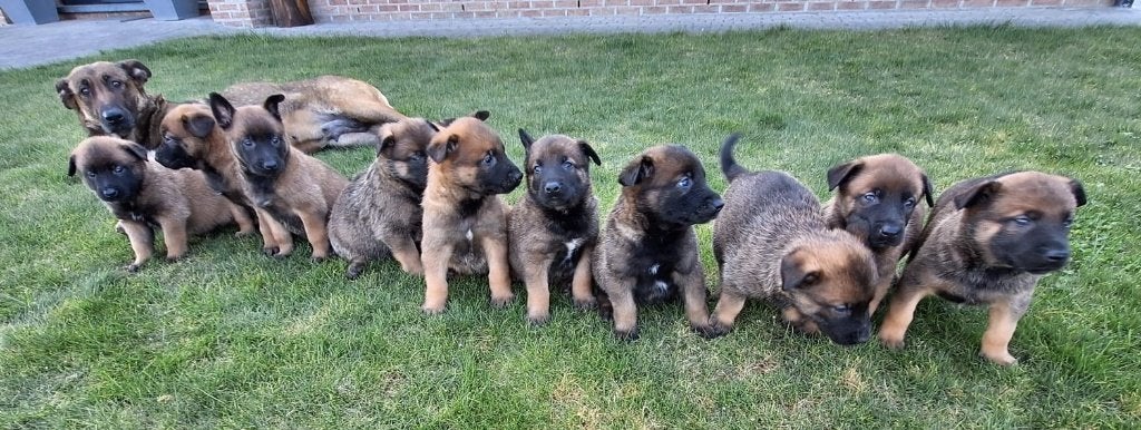 Mechelse herder pups, België, Particulier, 8 tot 15 weken, Meerdere
