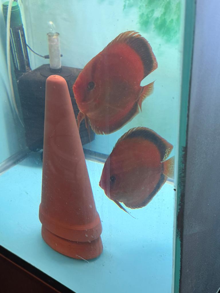 Discus Red Cover Blue Rim koppel, Vis