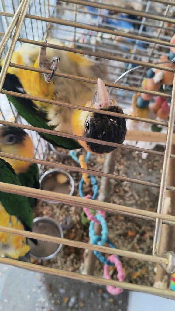 Jonge baby caiques net zelfstandig super lief, Meerdere dieren, Papegaai, Geringd