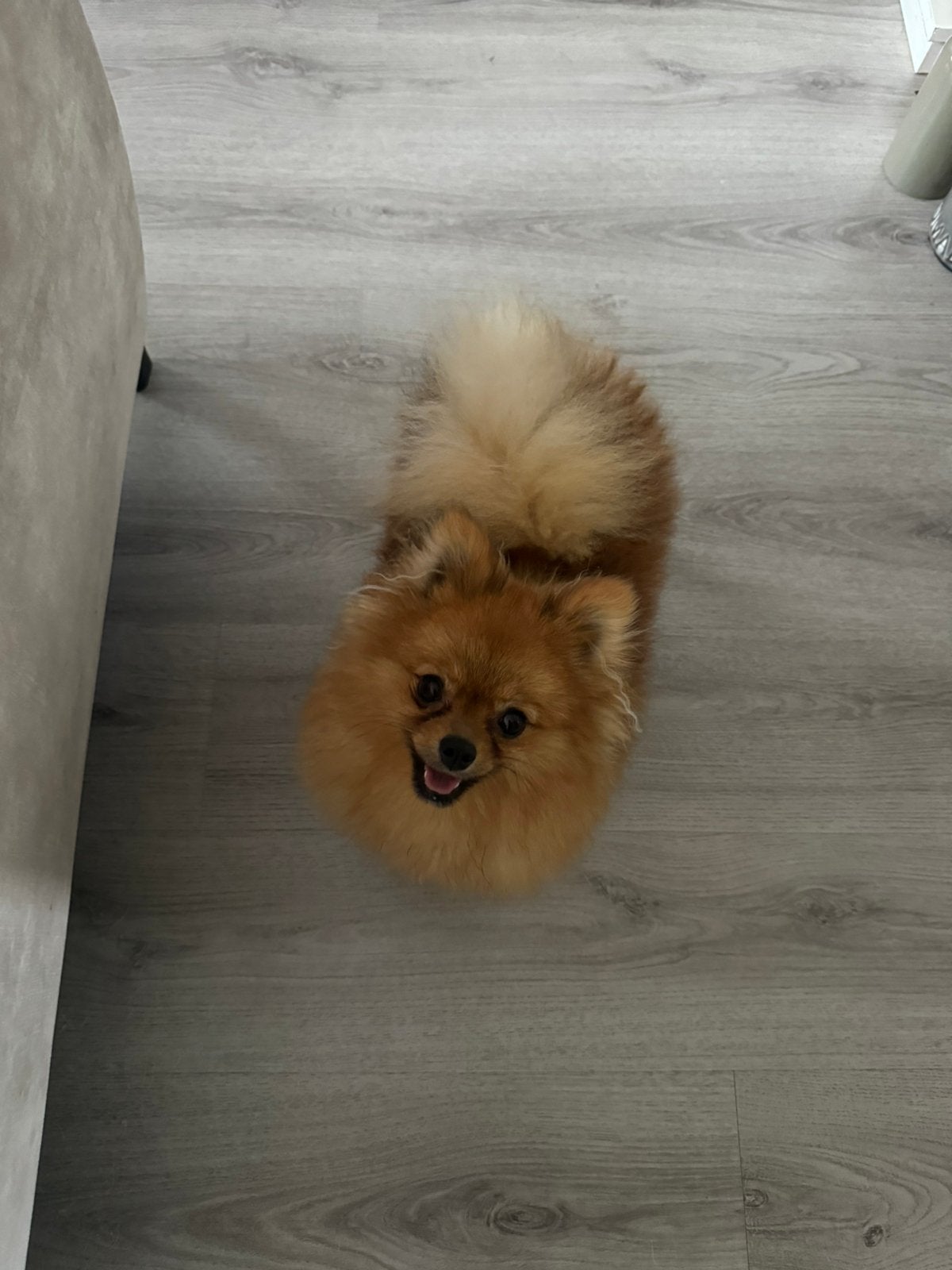 Pomeriaan 11 maanden, Dieren en Toebehoren, 15 weken tot 1 jaar, Parvo, Eén hond, Nederland