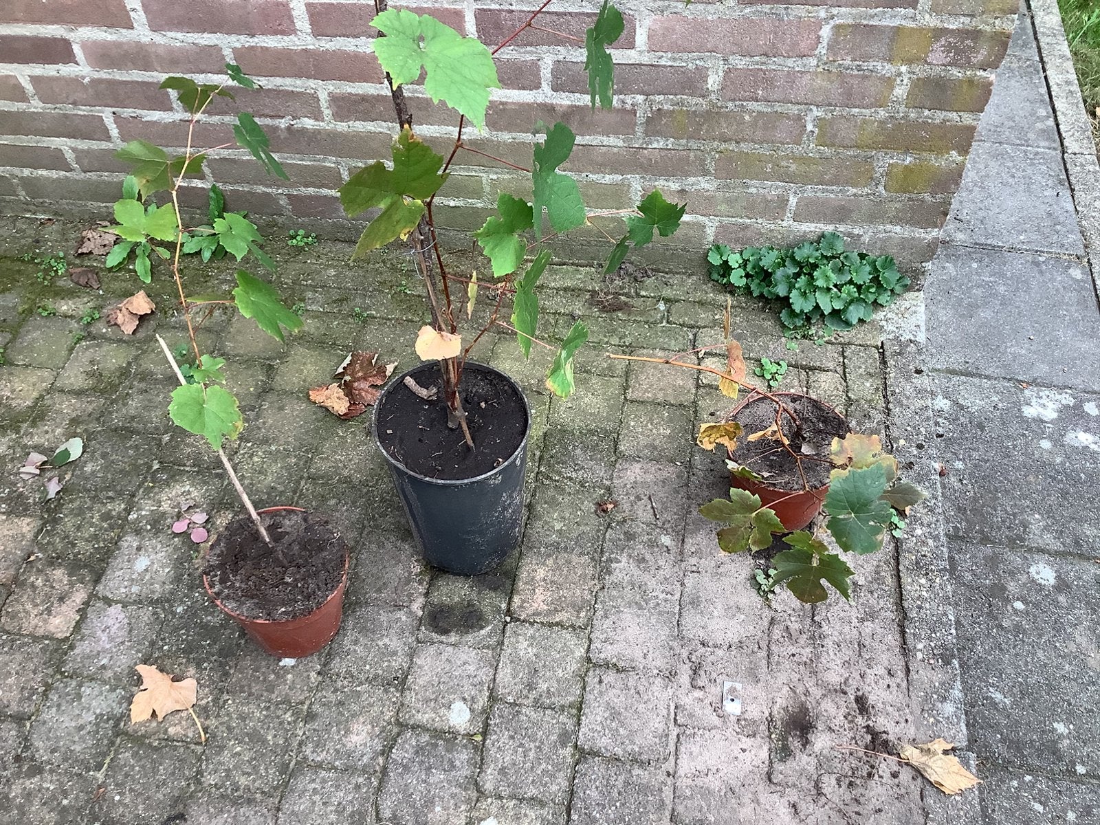 Druivenstruik, Tuin en Terras, Ophalen, Eenjarig, Groenteplanten, Volle zon