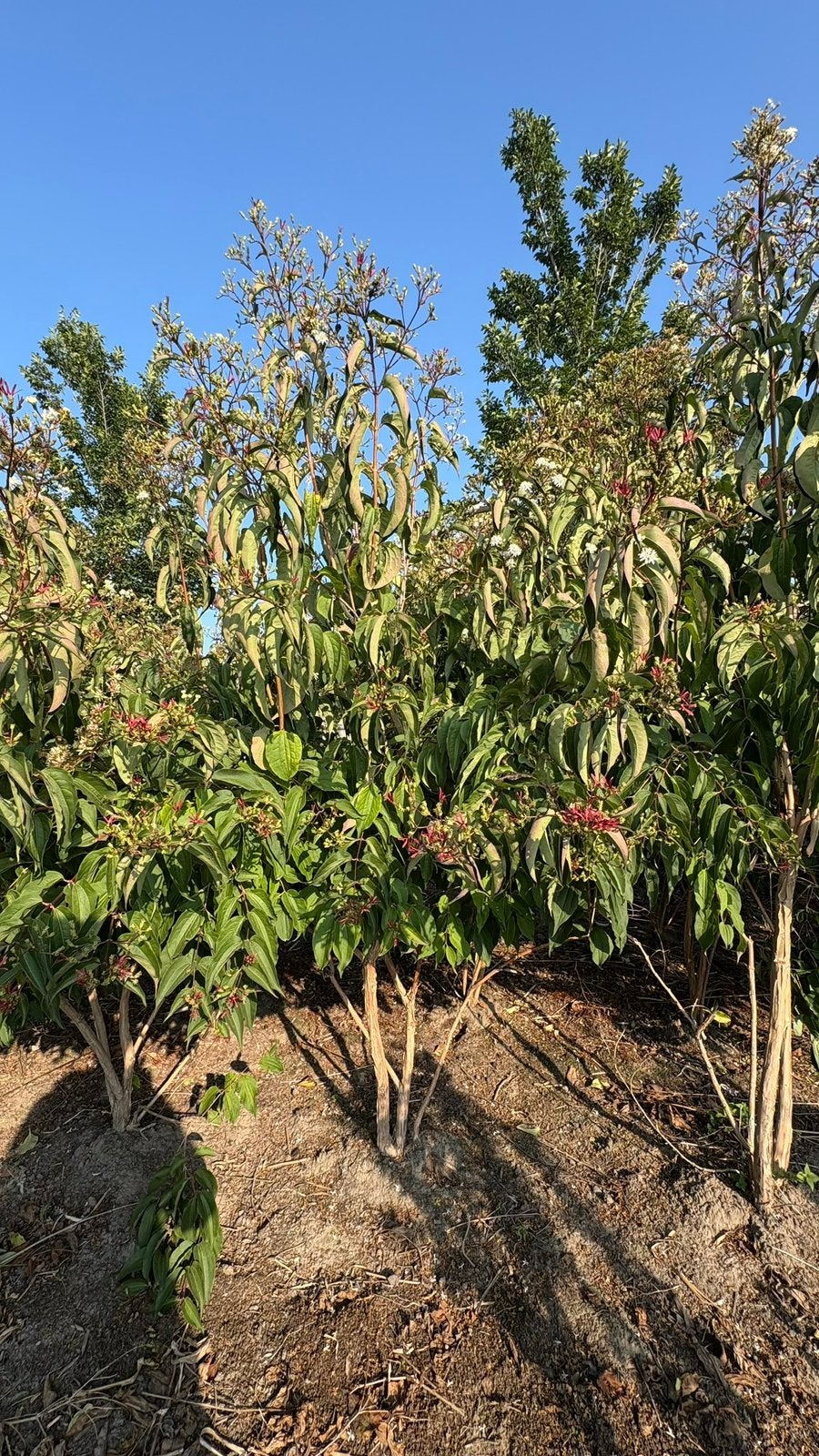 Meerstammige zevenzonen boom | Heptacodium in maten, Ophalen of Verzenden, Zomer, Volle zon, Overige soorten
