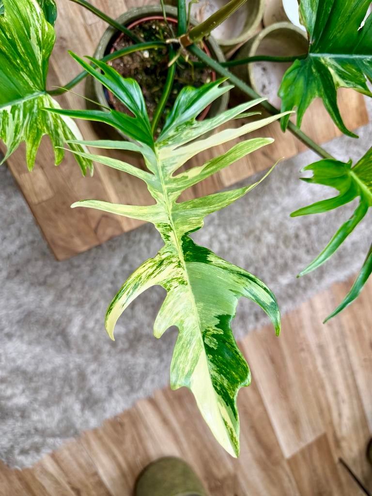 Philodendron Florida Beauty x Tortum Variegata p15, Ophalen of Verzenden