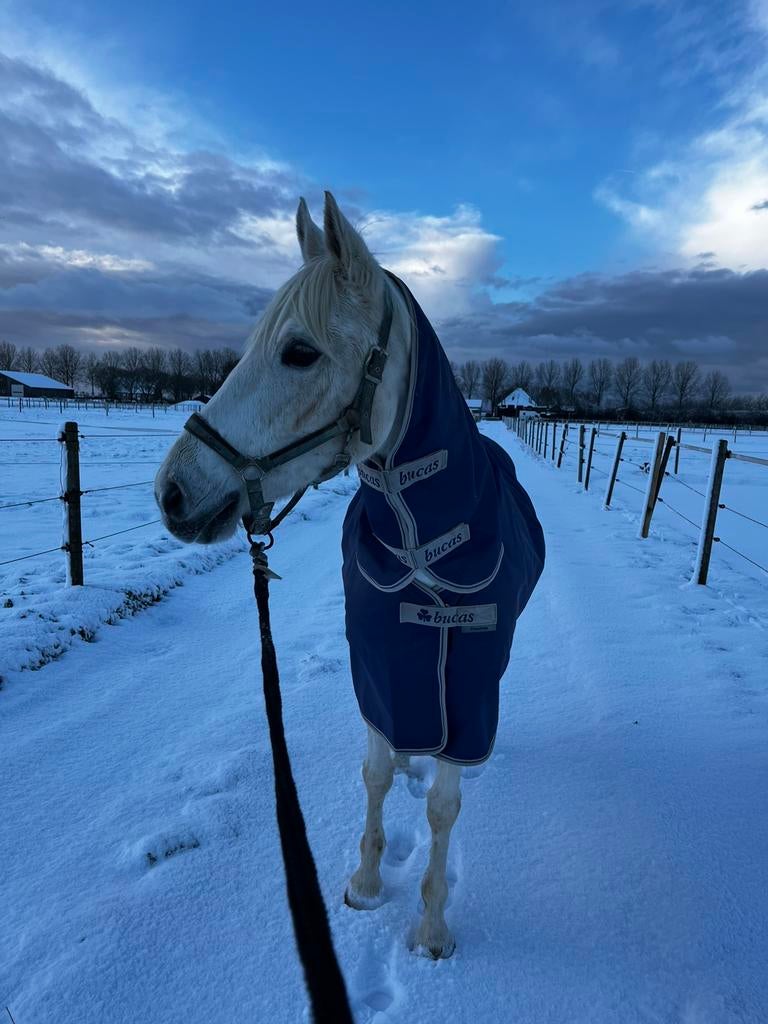 Gezocht pension plekje voor mijn pony, Dieren en Toebehoren, Stalling, 1 paard of pony