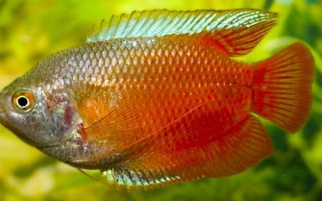 Hobbyaquarium Trichogaster Lalius red  aktie, Vis, Zoetwatervis, Schoolvis