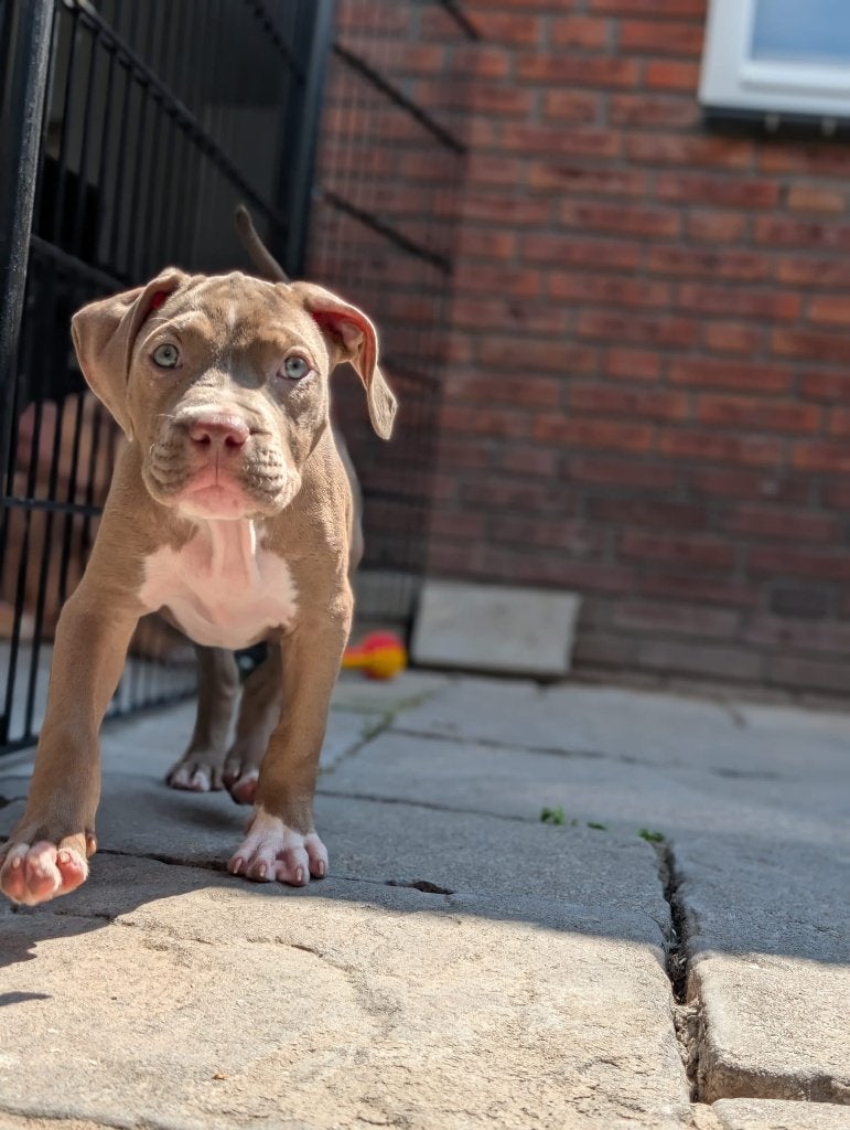 Xl bully abkc stamboom, Dieren en Toebehoren, Honden | Bulldogs, Pinschers en Molossers, Overige rassen, 8 tot 15 weken, Teef