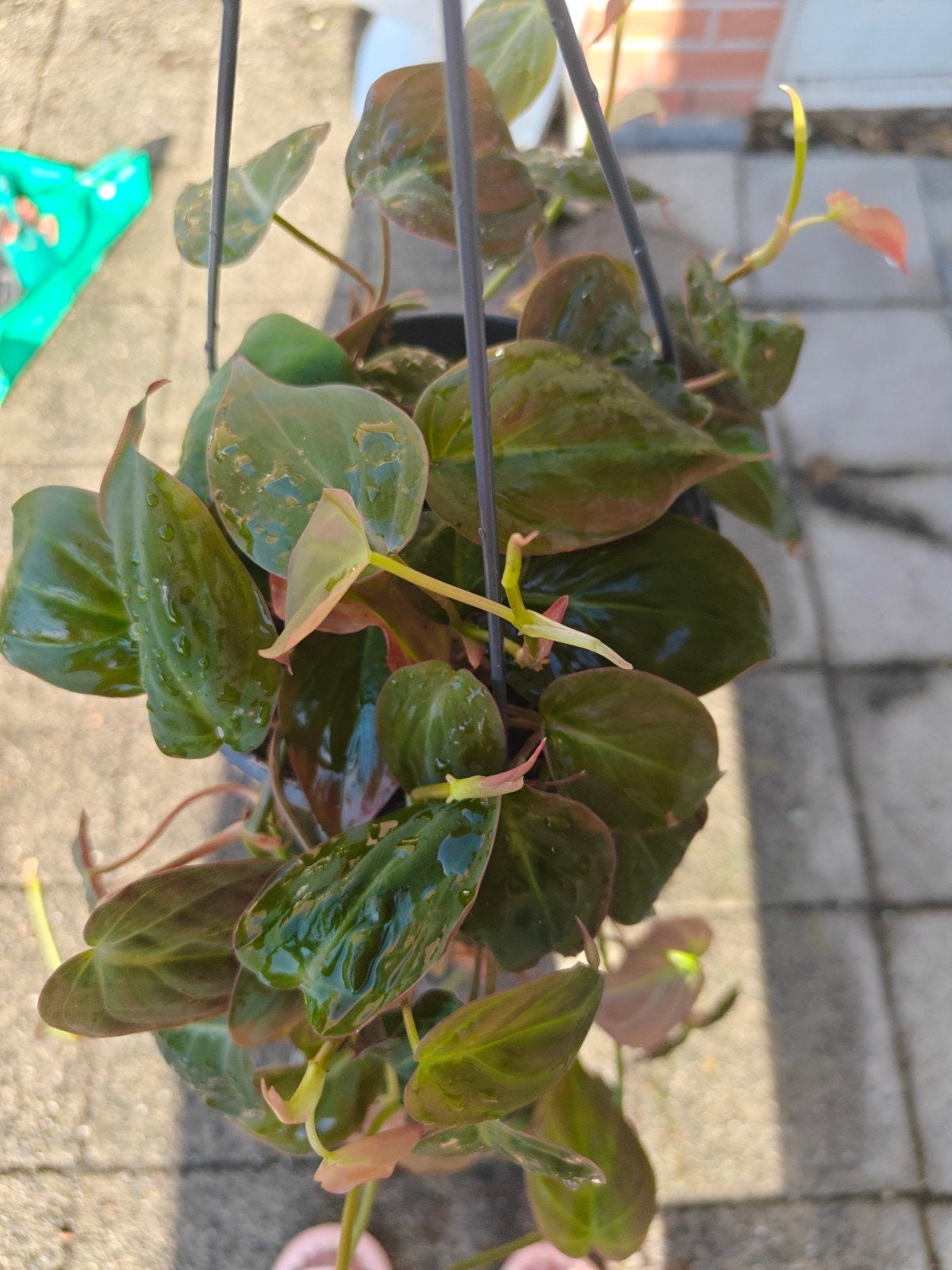 Philodendron hederaceum 'Micans', Huis en Inrichting, Kamerplanten, Ophalen of Verzenden, Halfschaduw, Minder dan 100 cm