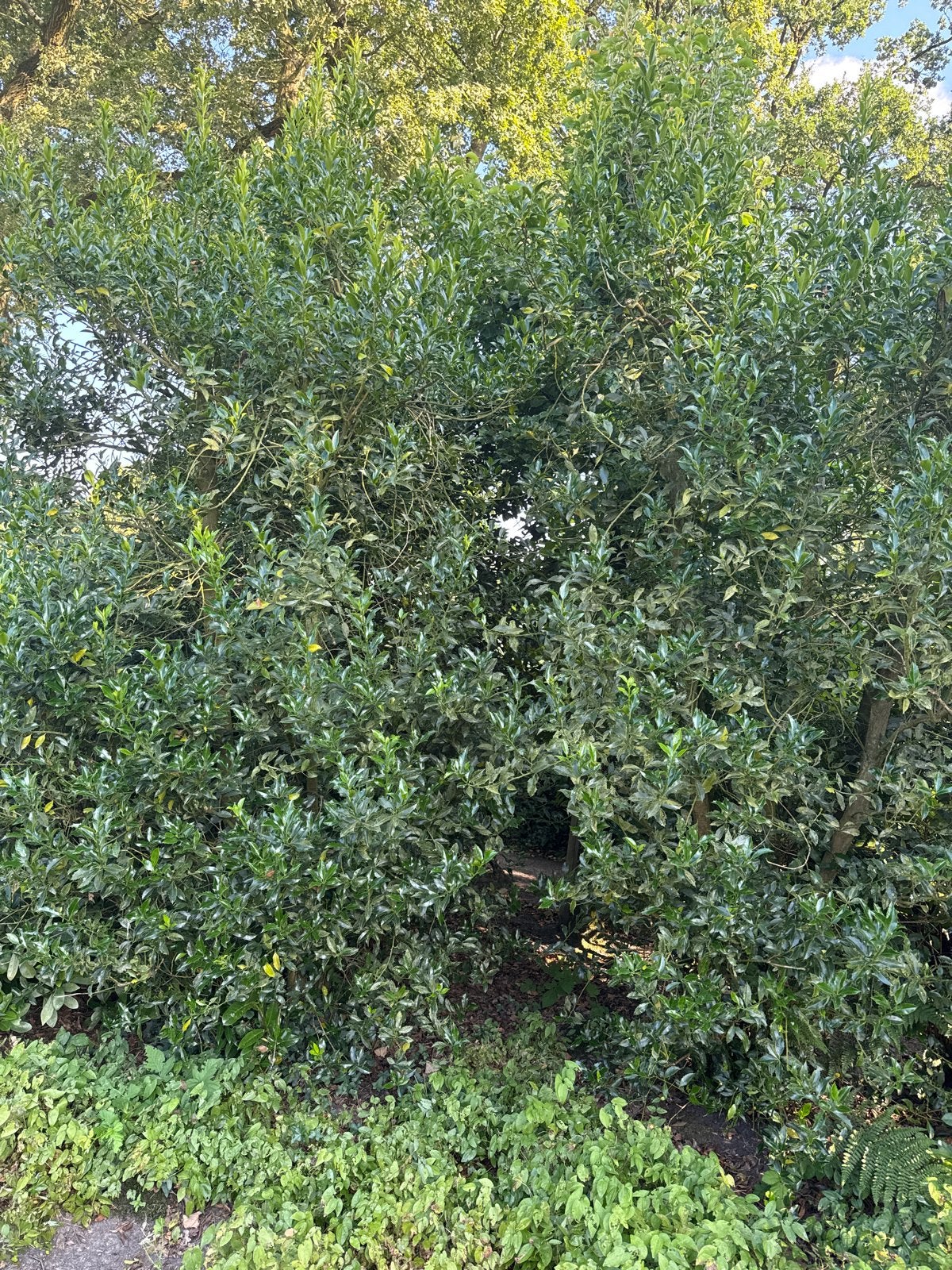 Grote hulst , winterhard, Vaste plant, Bloeit niet, Halfschaduw, Ophalen
