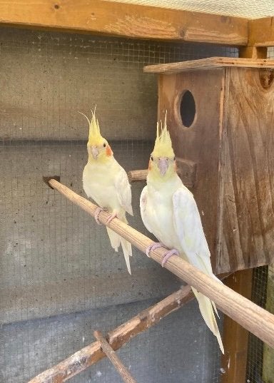 Koppel gele valkparkieten - lutino, Dieren en Toebehoren, Vogels | Parkieten en Papegaaien, Meerdere dieren, Parkiet