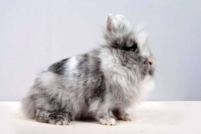 Leuke en lieve Konijnen......, Meerdere dieren, Middelgroot, 0 tot 2 jaar