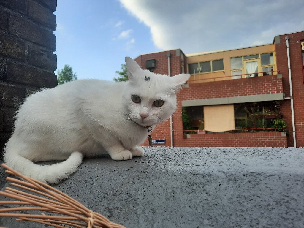 vermist sinds 2 juli: Yumi (Groningen, Noorderplantsoen), Dieren en Toebehoren, Kat