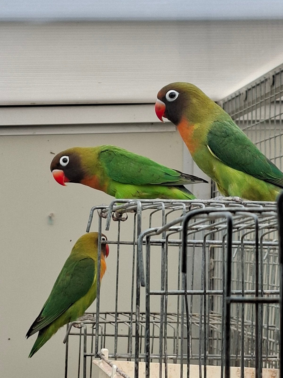 Agapornis Nigrigenis  Wildkleur, Geslacht onbekend, Dwergpapegaai of Agapornis, Geringd